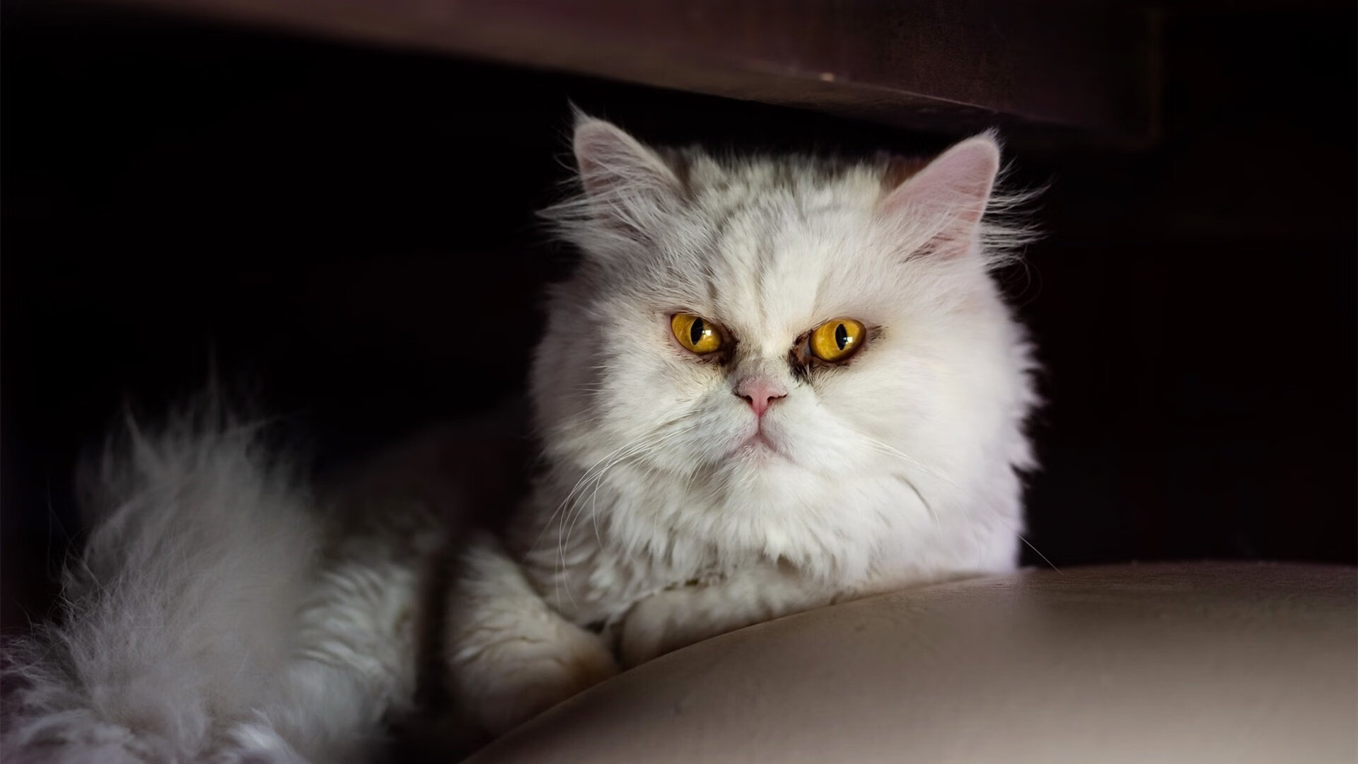 《CS_GO》Major:战队战术分析与选手个人能力的深度剖析,csgo2021年major战队