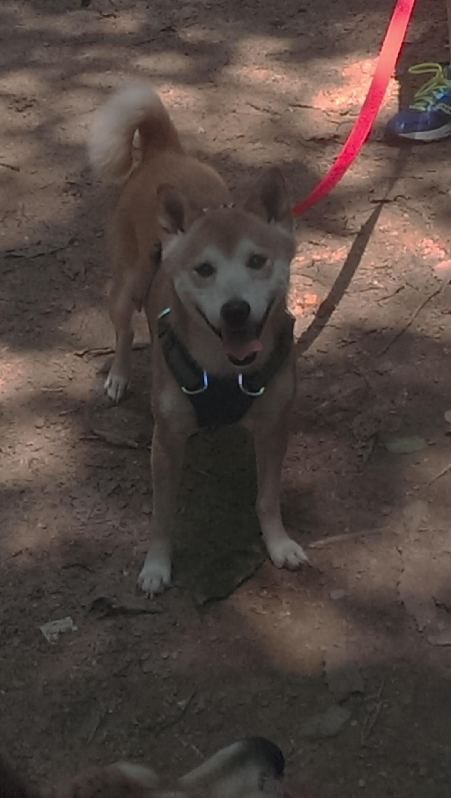 山林穿越极限跑,感受大自然的狂野魅力,山林越野车视频大全视频爬山