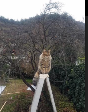 爵士新秀首发出战即砍下两双，刷新队史纪录，爵士现阵容