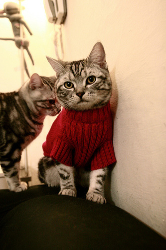 热门车手:粉丝心中的最爱,热门车型有哪些