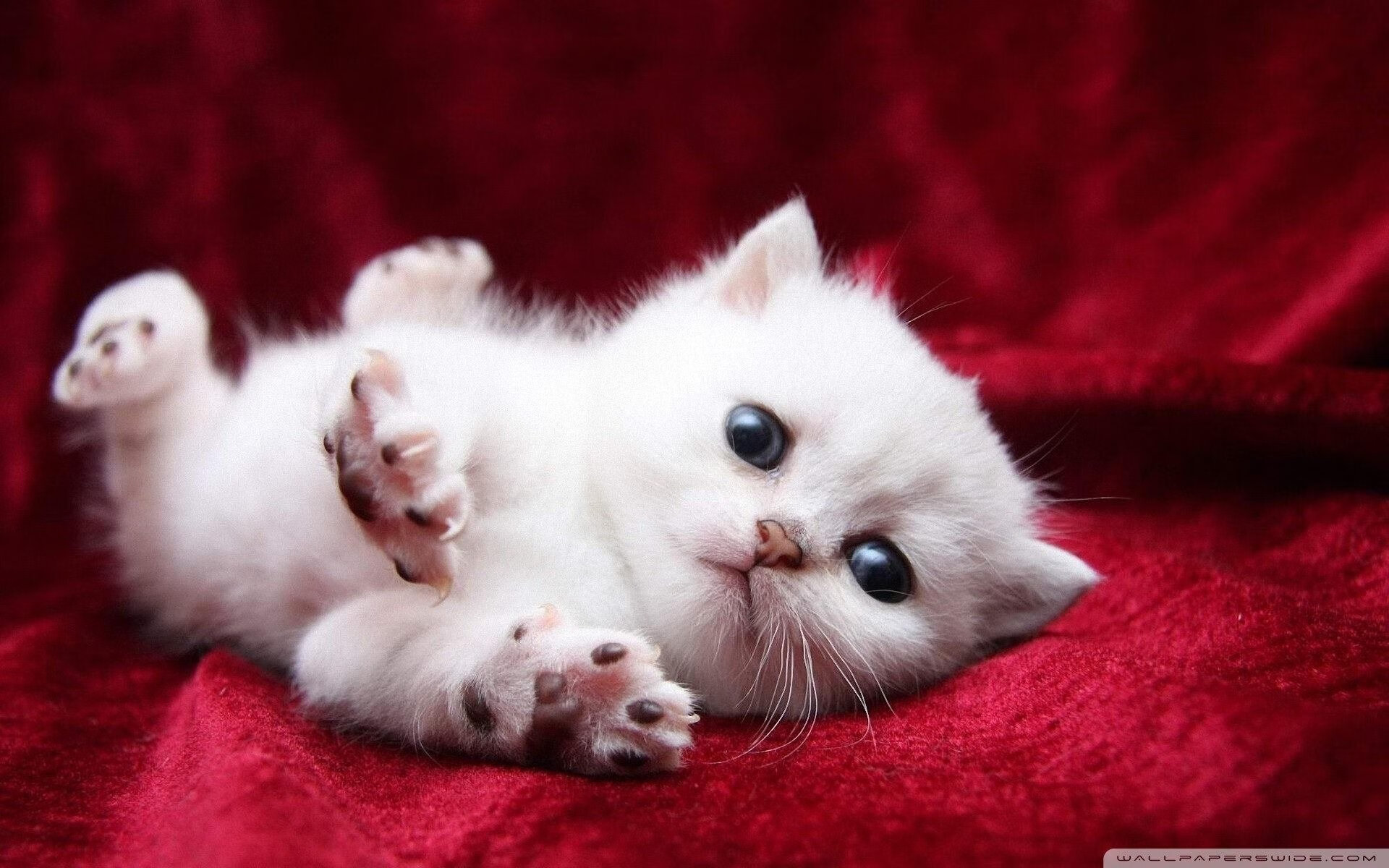 开云网页版登录入口-Aster赛季开局表现强劲，aster战队人员变动