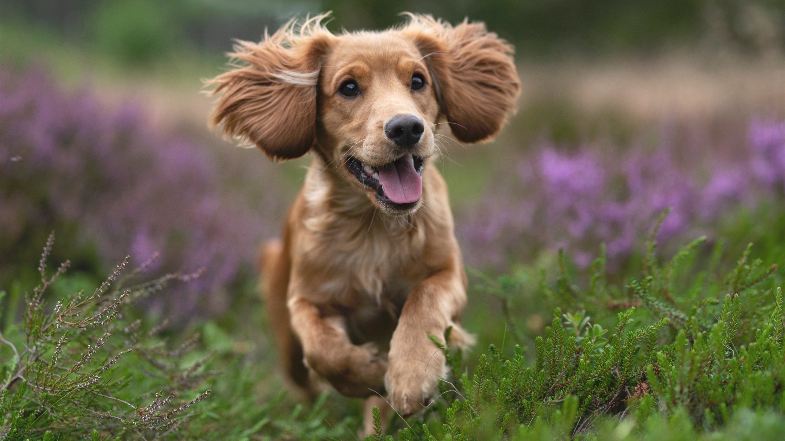 14位世界冠军棋聚宝安!2024第四届“湾区杯”中国围棋大棋士赛预选赛正式开赛