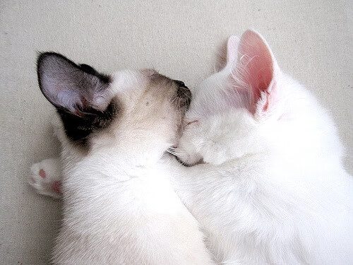 云南飞虎队员全力以赴,备战成功,云南飞虎队研究协会