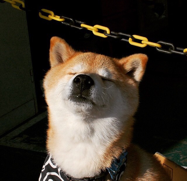 冰岛国家队备战欧洲杯预选赛,积极备战,冰岛欧洲杯名单