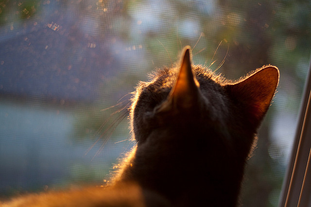 北京首钢球队整体防守更加坚固,北京首钢队本赛季球员名单