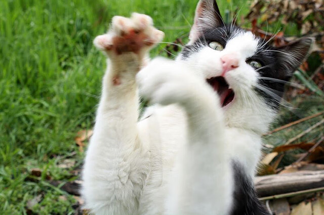 北京首钢球队整体防守更加坚固,北京首钢队本赛季球员名单