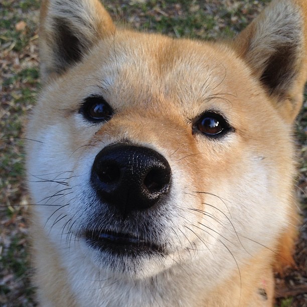 开云官方网页登录-北京国安锋线射手进球数攀升，北京国安前锋是谁