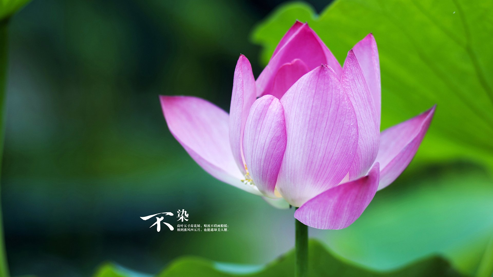 北京国安防守表现稳固,北京国安官宣